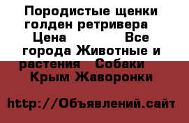 Породистые щенки голден ретривера › Цена ­ 25 000 - Все города Животные и растения » Собаки   . Крым,Жаворонки